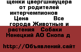 щенки цвергшнауцера от родителей интерчемпионов,   › Цена ­ 35 000 - Все города Животные и растения » Собаки   . Ненецкий АО,Снопа д.